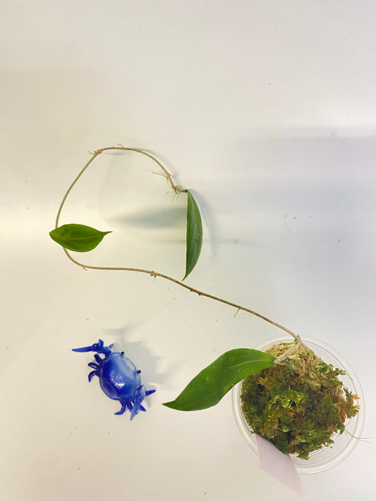 Hoya camphorifolia - has roots
