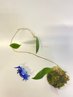 Hoya camphorifolia - has roots