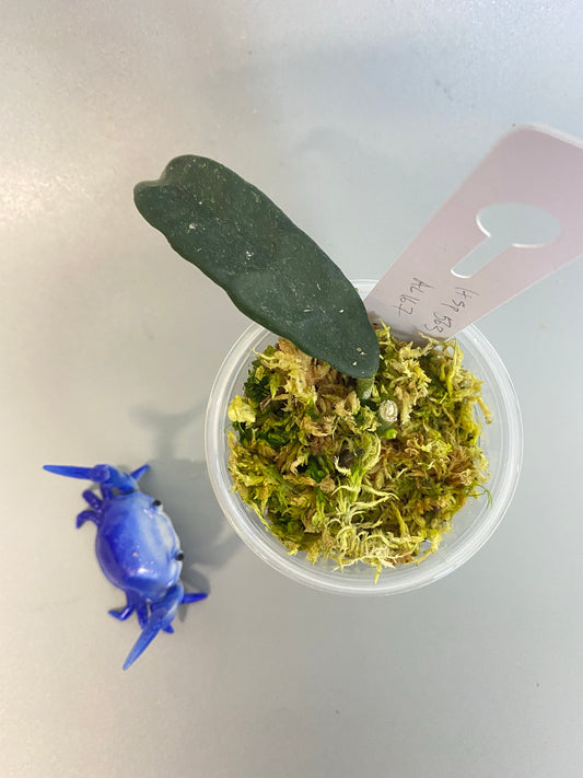 Hoya sp 563 / globulosa / villosa