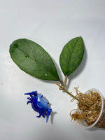 Hoya EPC 1002 (vitellina x finlaysonii) - unrooted