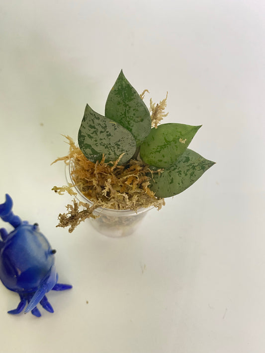 Hoya super silver krohniana (eskimo) - unrooted