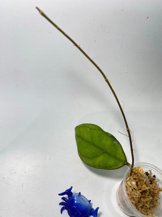 Hoya sp borneo epc 953 - Unrooted