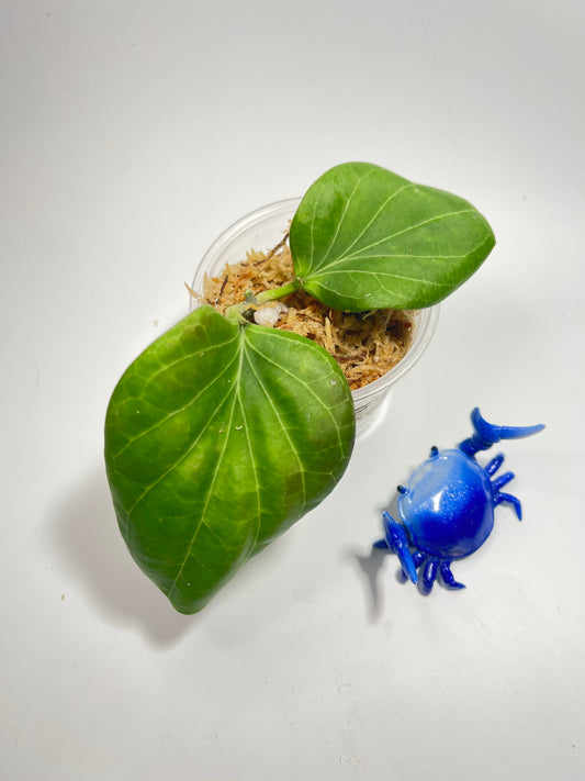 Hoya sp png sv 432 - Unrooted