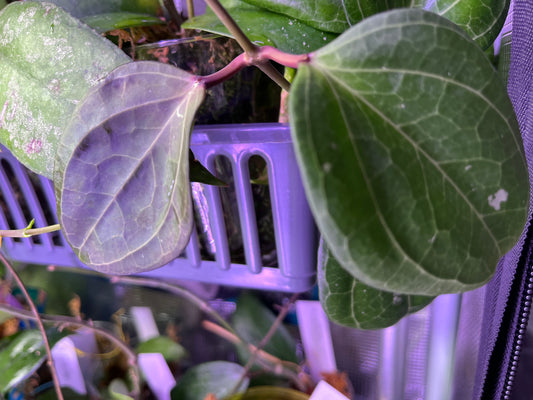 Hoya Sarawak pink - fresh cut - 1 node - Unrooted