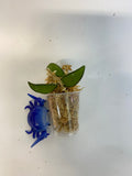 Hoya rosita (wayettii x tsangii) - Unrooted