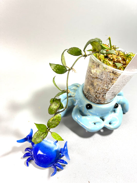 Hoya lacunosa perangin durian - has some roots