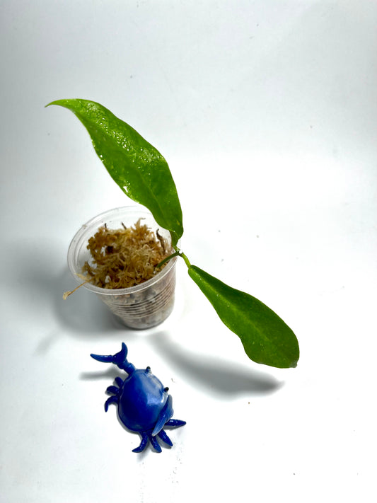 Hoya filiformis (Chlorantha var tihtuilensis) - Unrooted