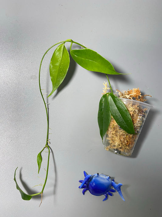 Hoya buotii sunrise - starting to root