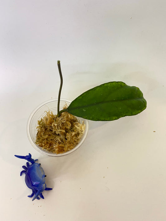 Hoya sp limbang - unrooted