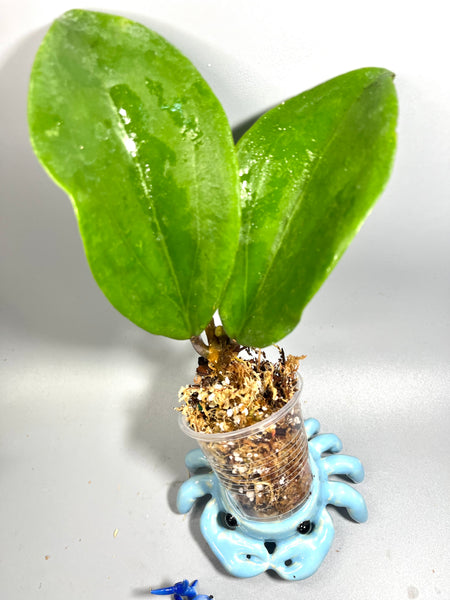 Hoya epiphytica hybrid - starting to root