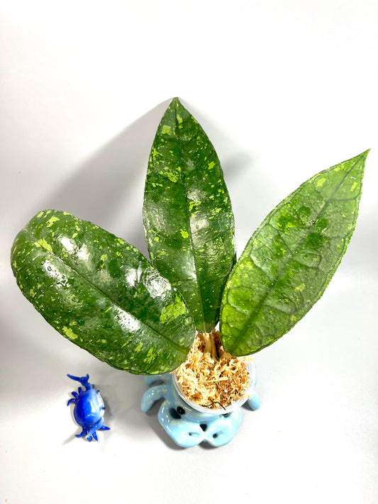 Hoya sp perak Malaysia with splash - Unrooted