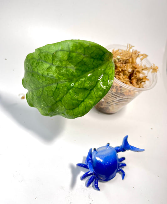 Hoya epc 1015 -  fresh cut - 1 leaf / 1 node - unrooted