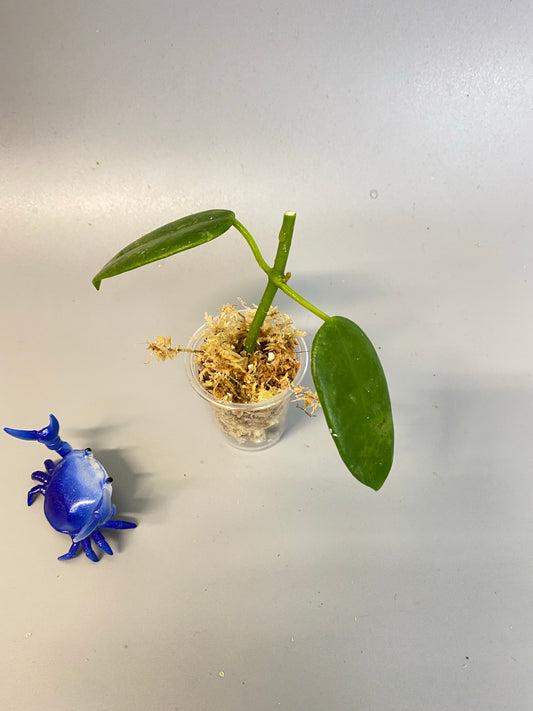 Hoya coronaria white - Unrooted