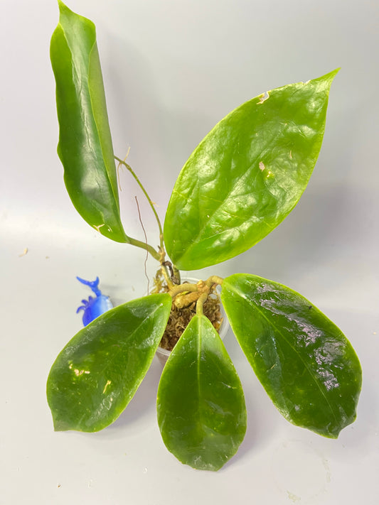 Free addon - Hoya incrassata - has roots