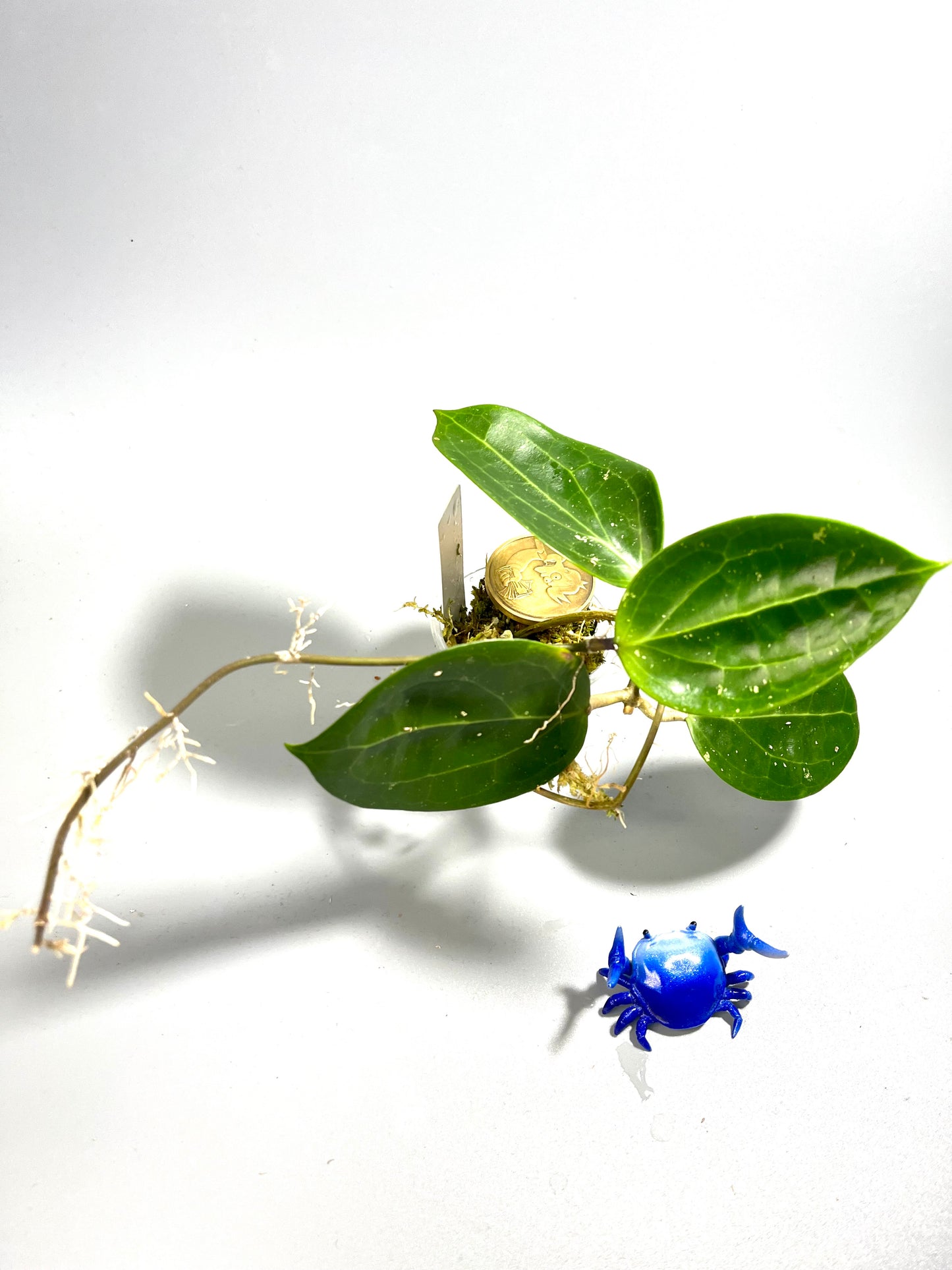 Hoya BP01 - active growth