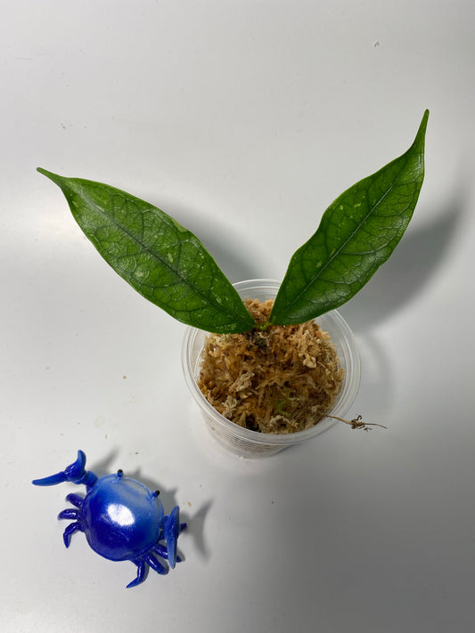 Hoya cystiantha - Unrooted