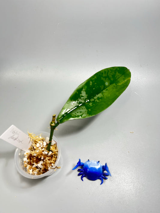 Hoya lobbii dark red - Unrooted