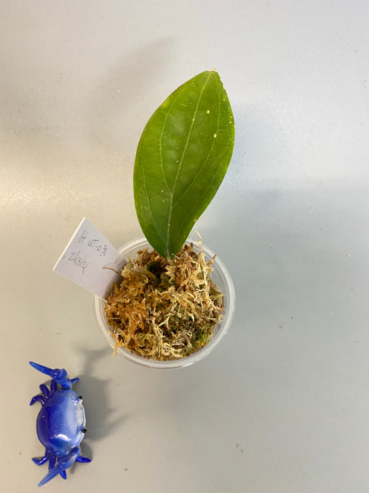 Hoya UT-030 - has some roots