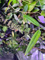 Hoya platycaulis - fresh cut - 1 node - unrooted