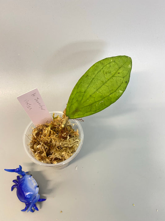 Hoya Jennifer - has roots