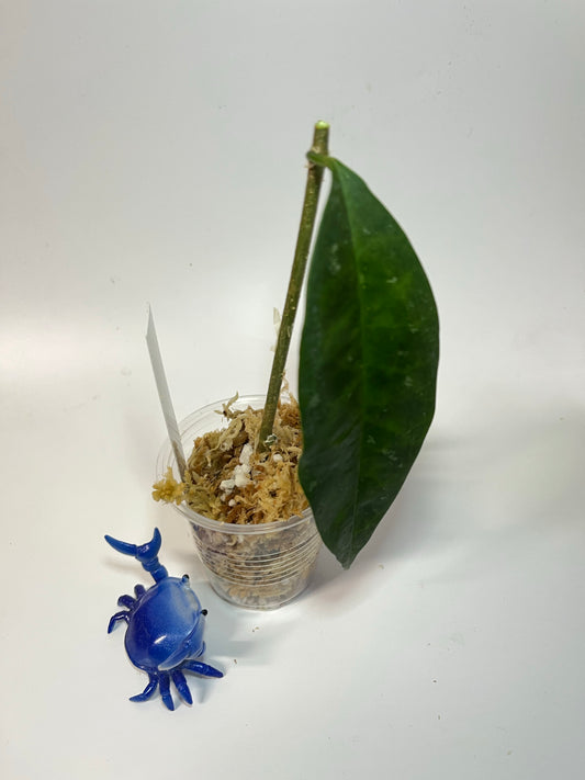 Hoya mappigera pink - unrooted