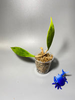 Hoya Estrella waterfall IML 1256 - unrooted