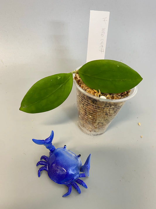 Hoya MB 1497 - (erythrina x MB 1141) - unrooted