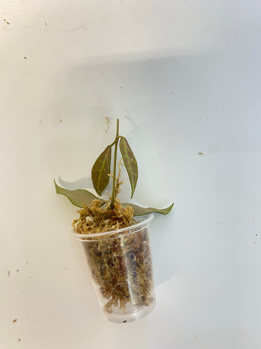 Hoya Rebecca - has some roots