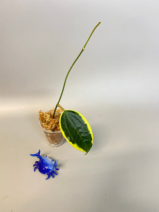 Hoya macrophylla variegata - Unrooted