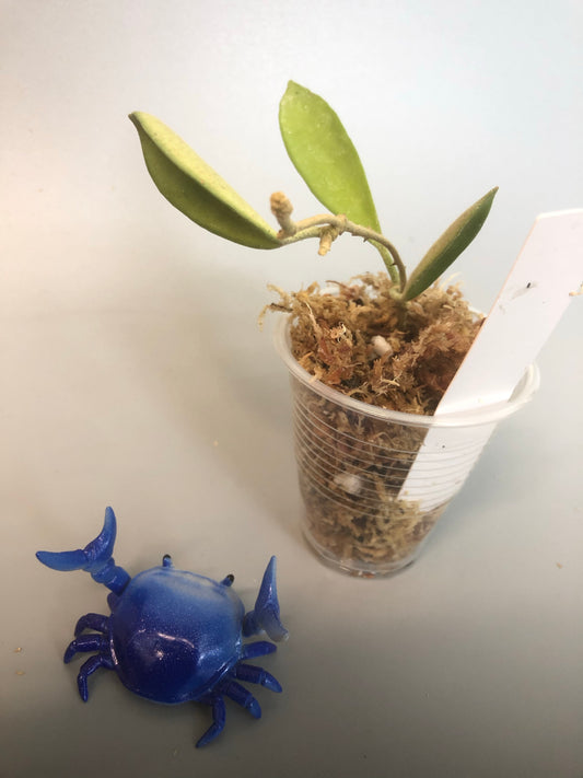 Hoya stoneana - unrooted