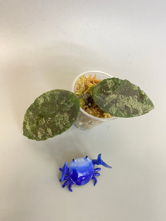 Hoya caudata regular starting to root