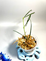 Hoya stenophylla - Unrooted