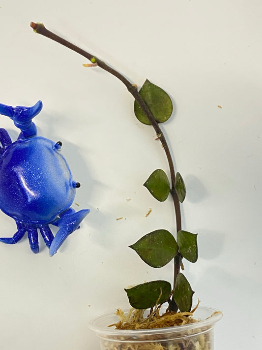 Hoya krohniana black - unrooted