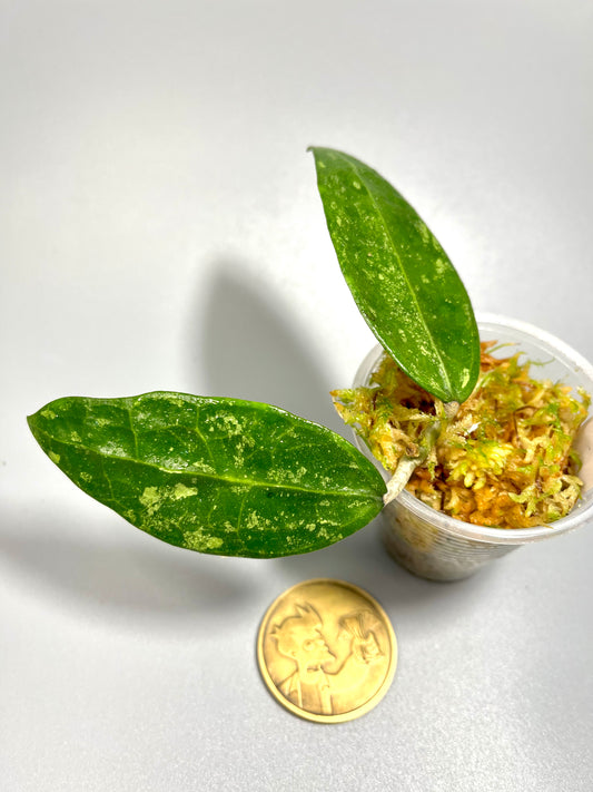 Hoya rhm 14-1 - has some roots