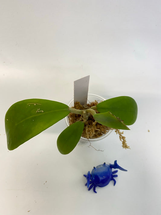 Hoya mindorensis dark red - just starting to root