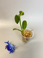 Hoya coronaria white - has some roots