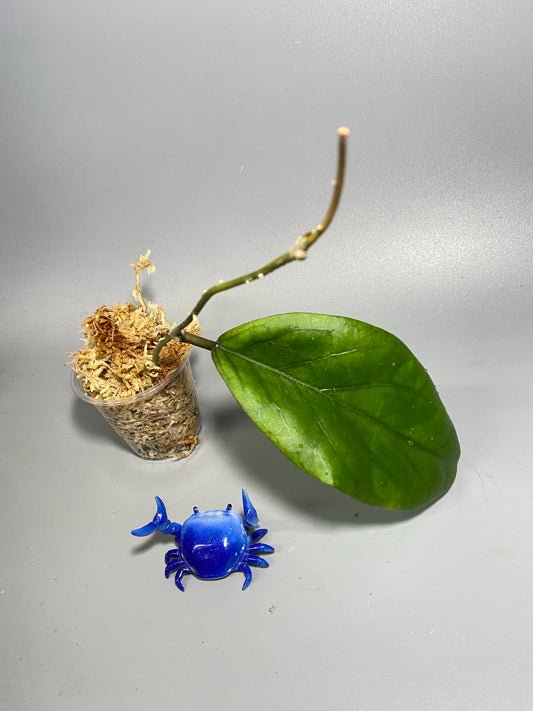 Hoya ah032 - Unrooted