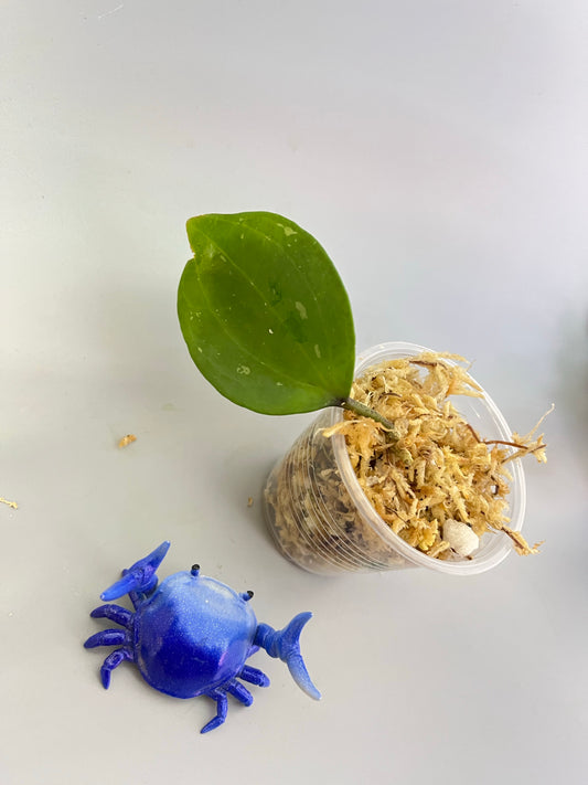 Hoya macrophylla snow queen - Unrooted