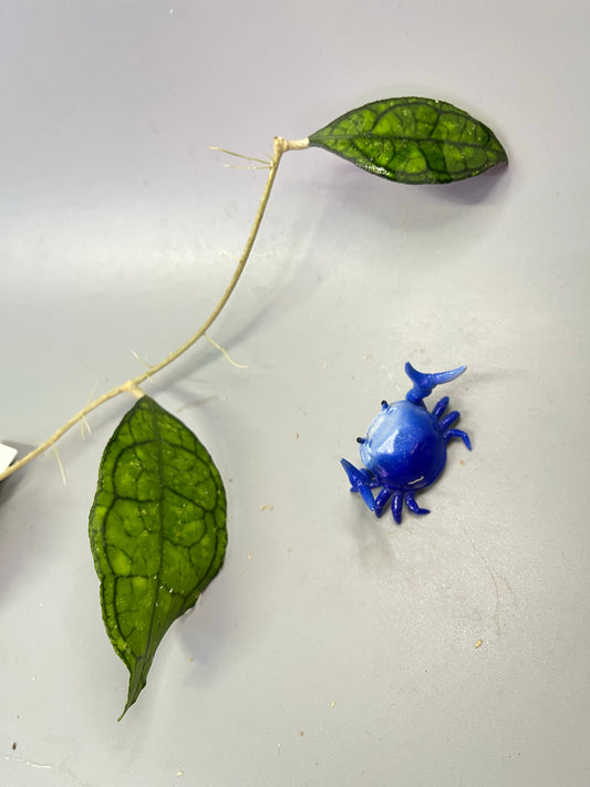 Hoya Finlaysonii Big leaf - has roots.