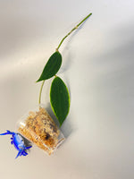 Hoya macrophylla variegata - Unrooted