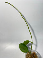 Hoya mb1414 (Christine x aldrichii) - unrooted