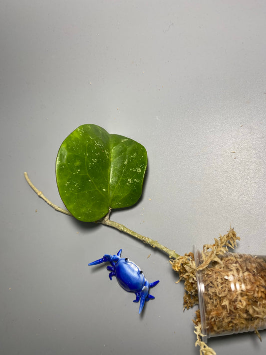 Hoya loyceandrewsiana  - dinner plate - Unrooted