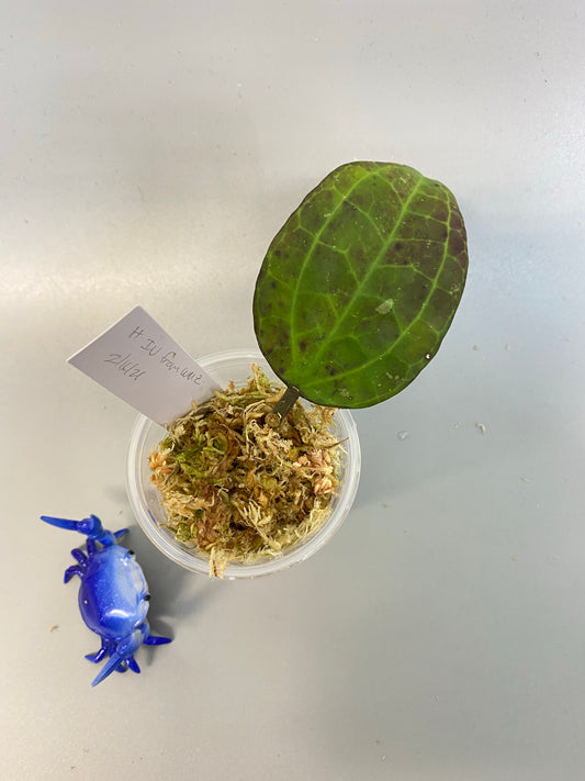 Hoya IV from WMZ - just starting to root.