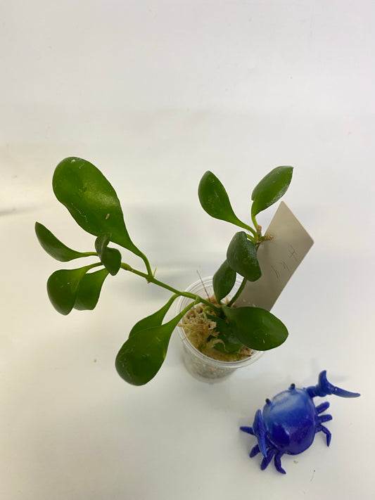 Hoya heuschkeliana yellow - rooted