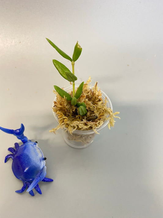 Hoya engleriana - Unrooted