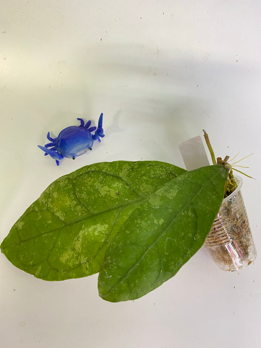 Hoya perak teddy bear / peninsularis - active growth