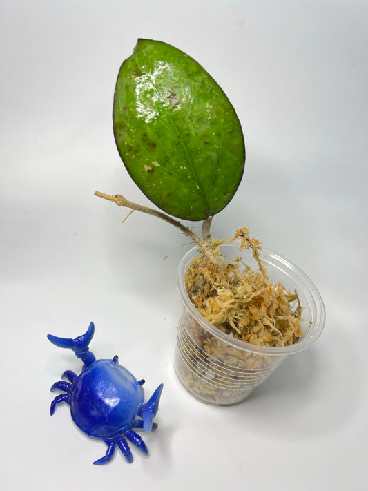 Hoya cv Joy - Unrooted