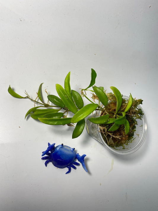 Hoya EPC 319 / PG04 / mini wayettii - has roots