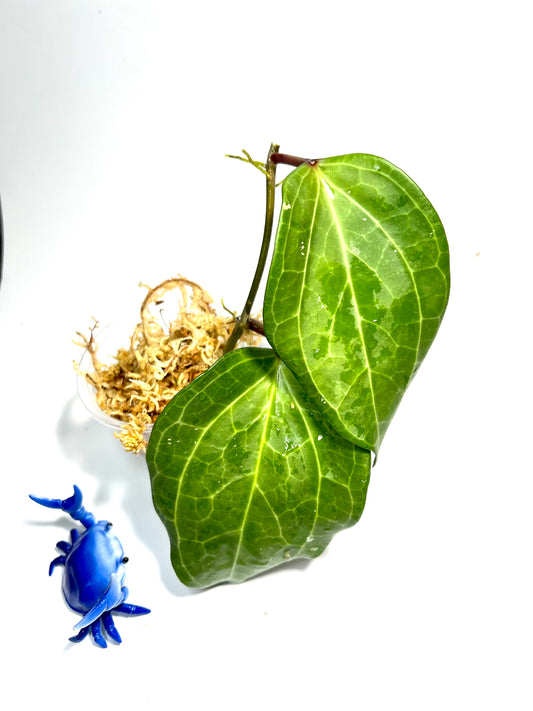 Hoya Latifolia seeds AH001 - Unrooted