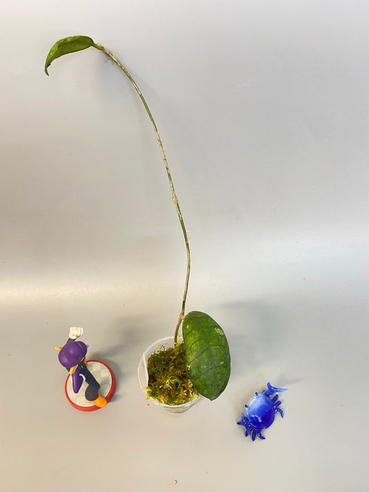 Hoya finlaysonii snow splash - rooted